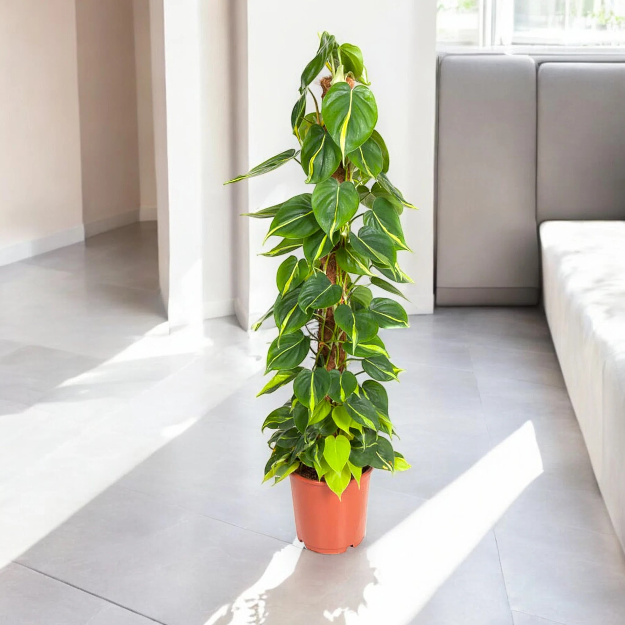 Philodendron scandens