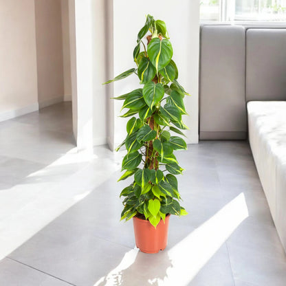 Philodendron scandens