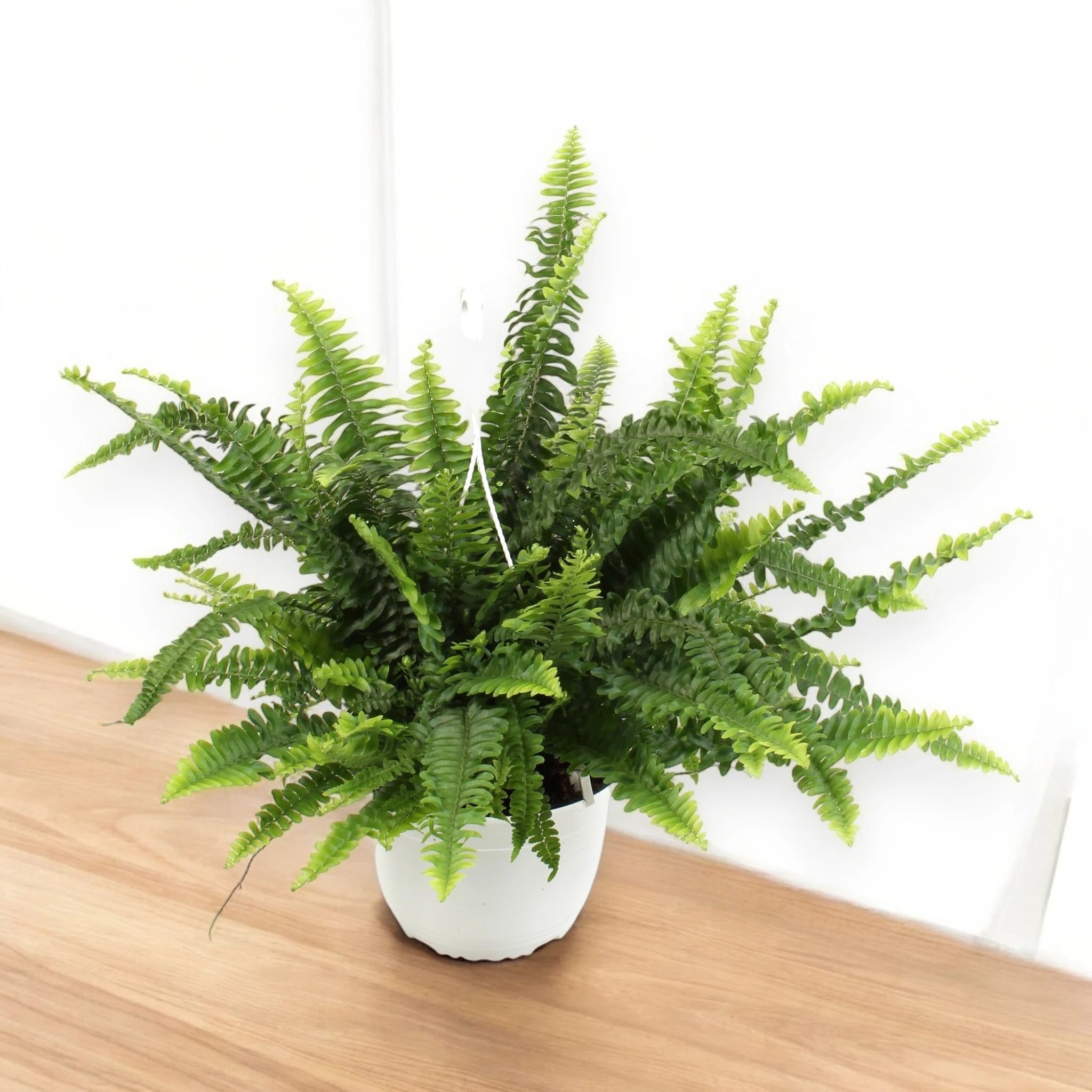 Nephrolepis exaltata 'Sonata'
