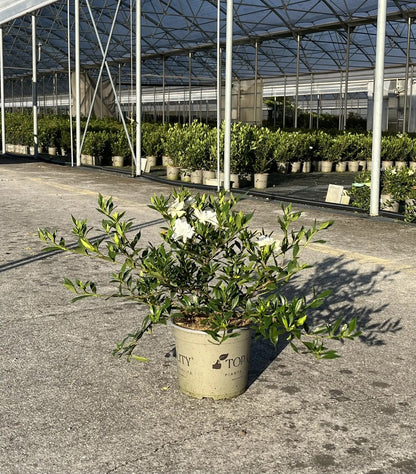 Dettaglio fiore bianco ceroso di Gardenia jasminoides Radicans con foglie verde scuro lucide