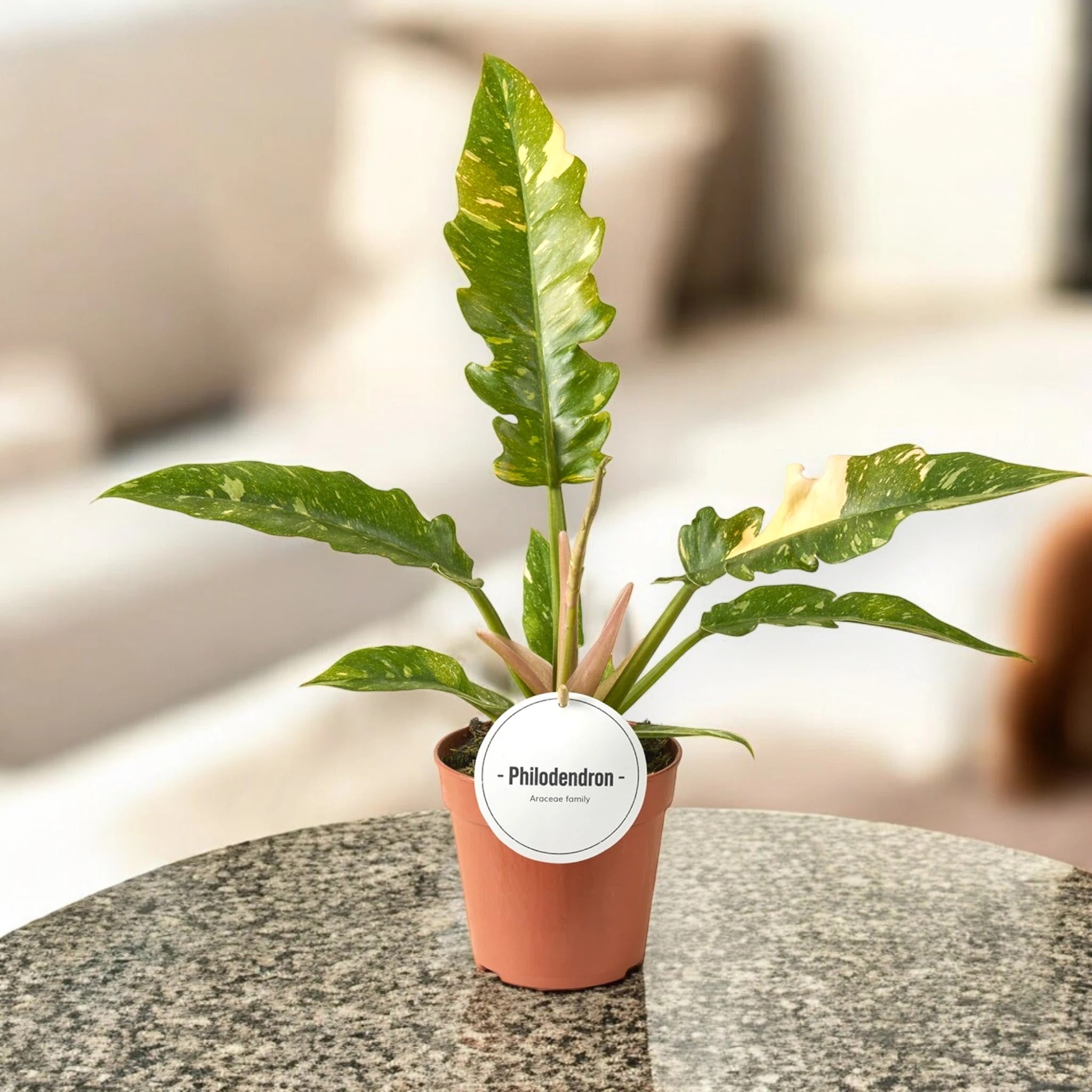 Philodendron ring of Fire