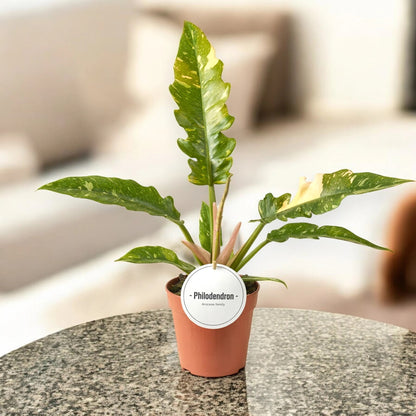 Philodendron ring of Fire