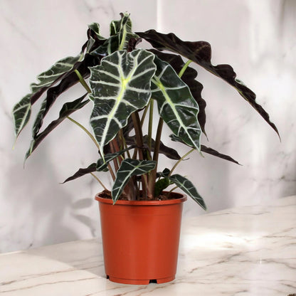 Alocasia 'Polly'