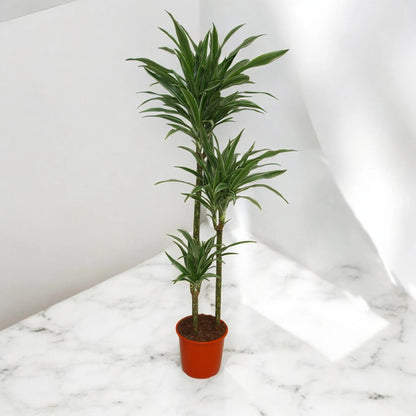 Dracaena fragrans 'Warneckei'