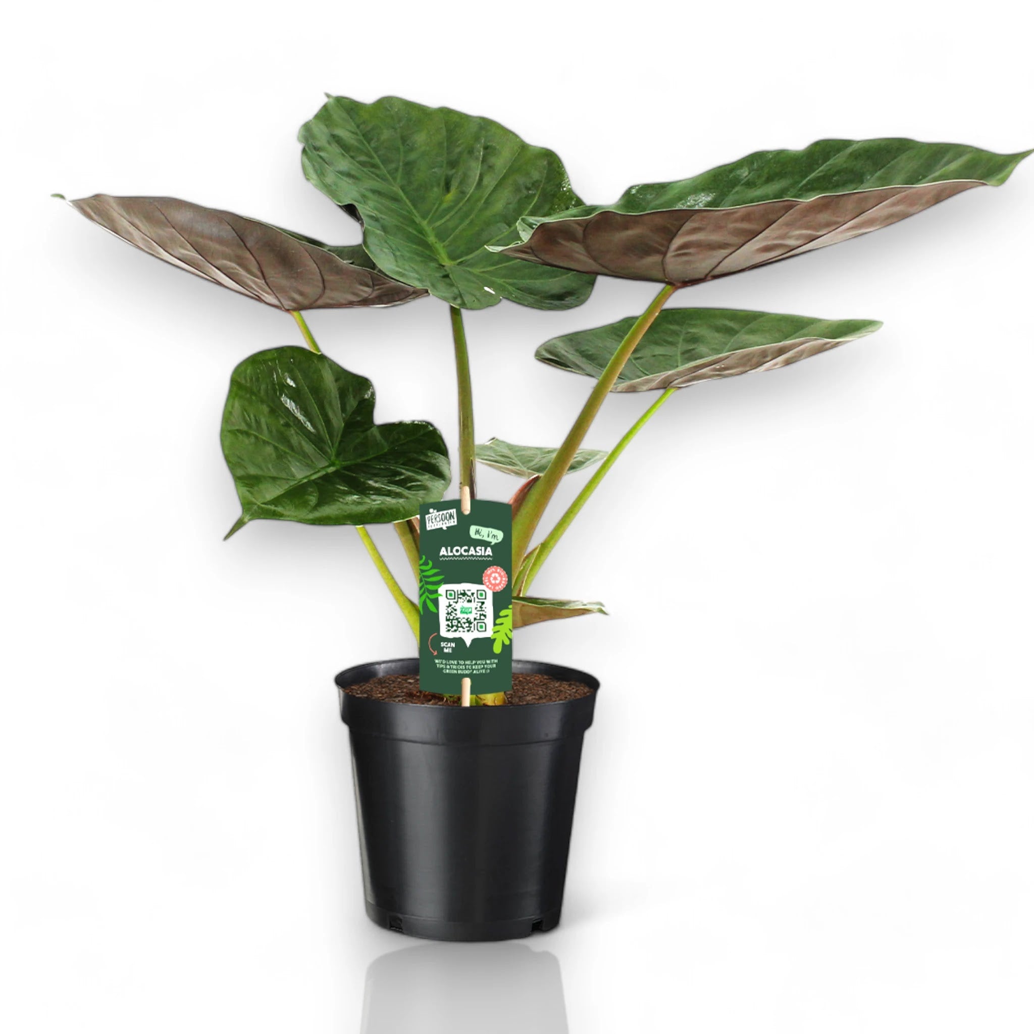 Dettaglio foglia Alocasia Wentii con nervature marcate e superficie verde lucida