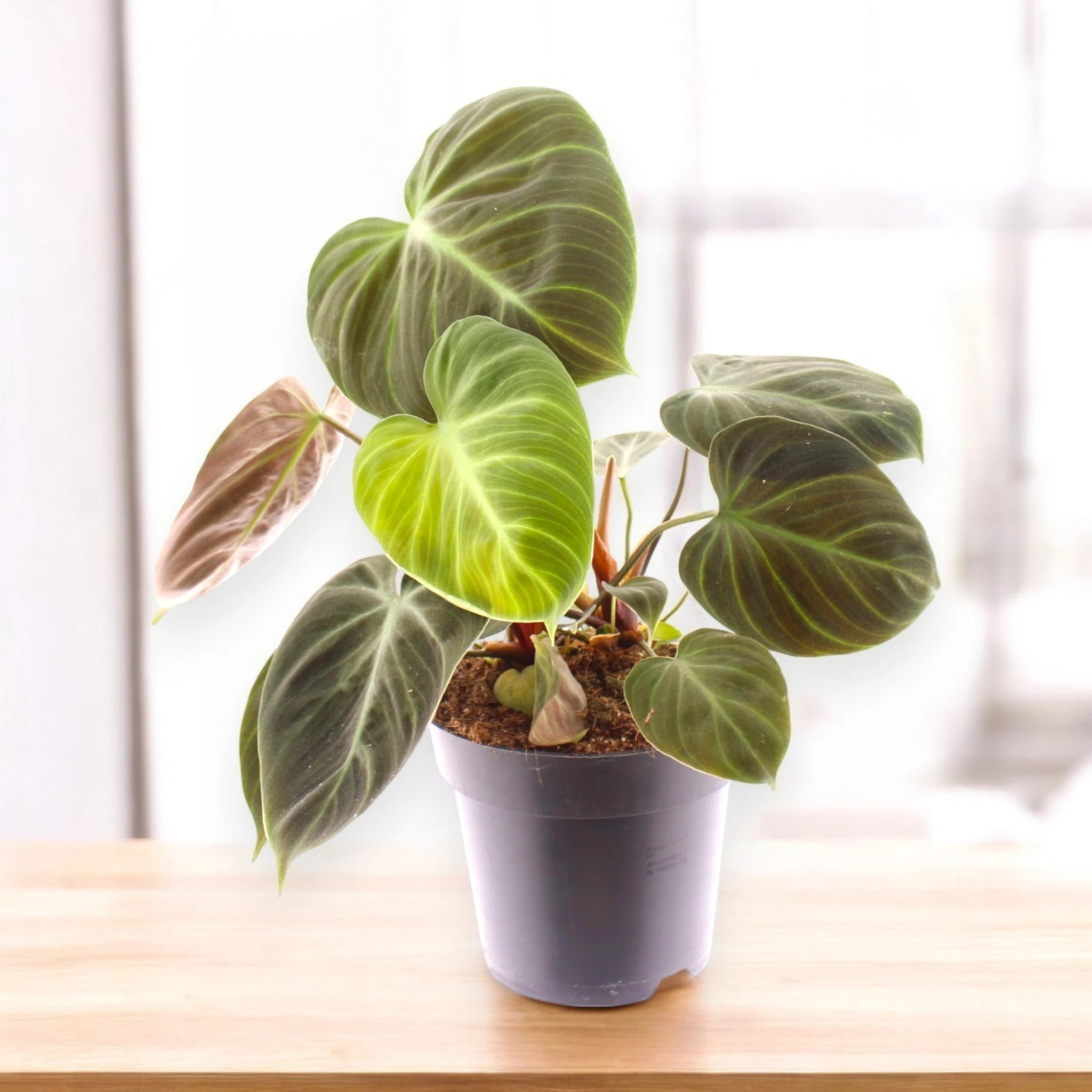 Philodendron 'Choco red'