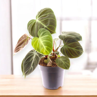 Philodendron 'Choco red'