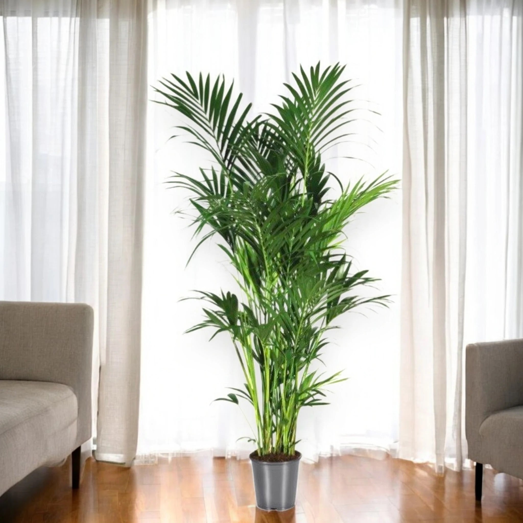 Howea forsteriana (Kentia)