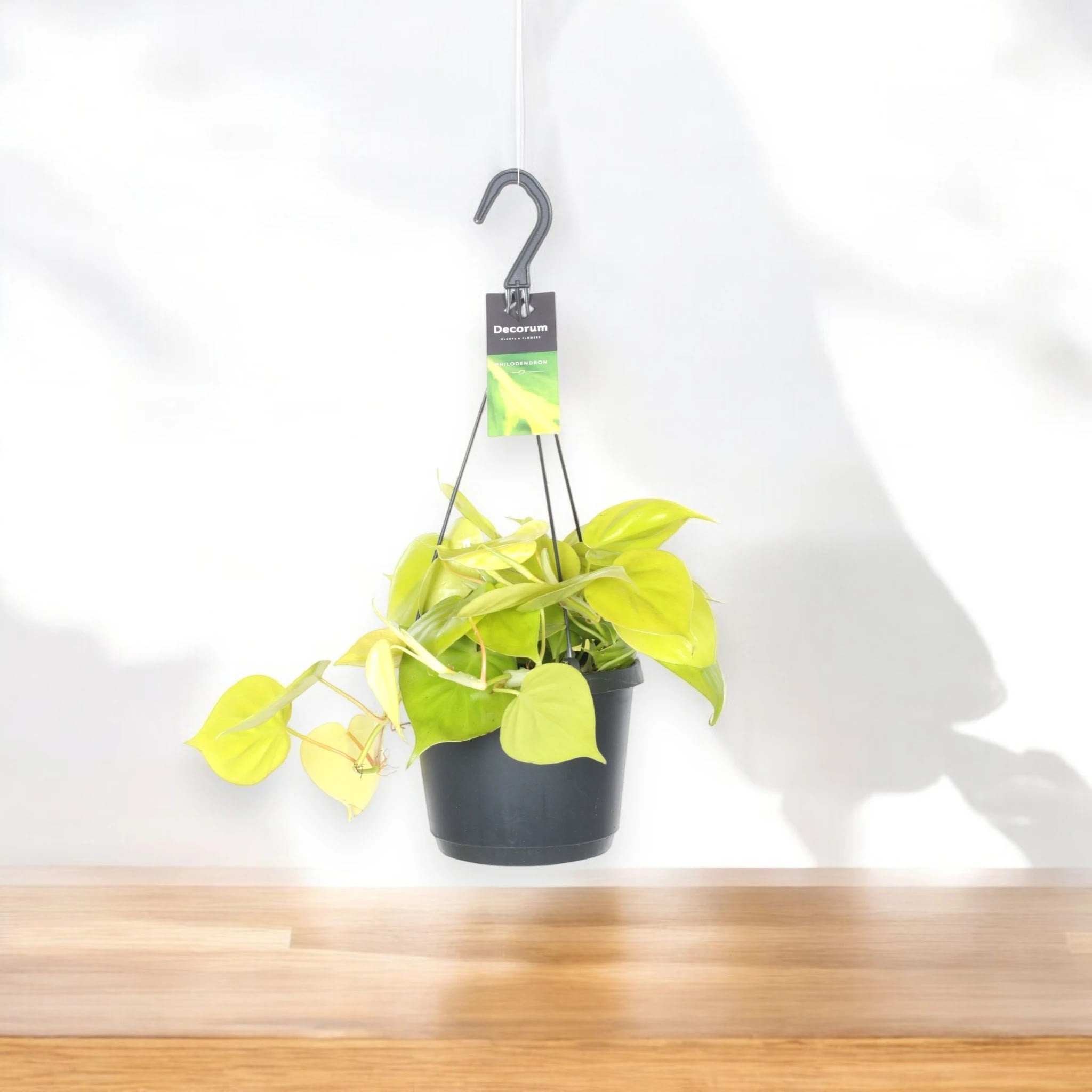 Dettaglio foglie cuoriformi verde lime del Philodendron scandens Lemon lime