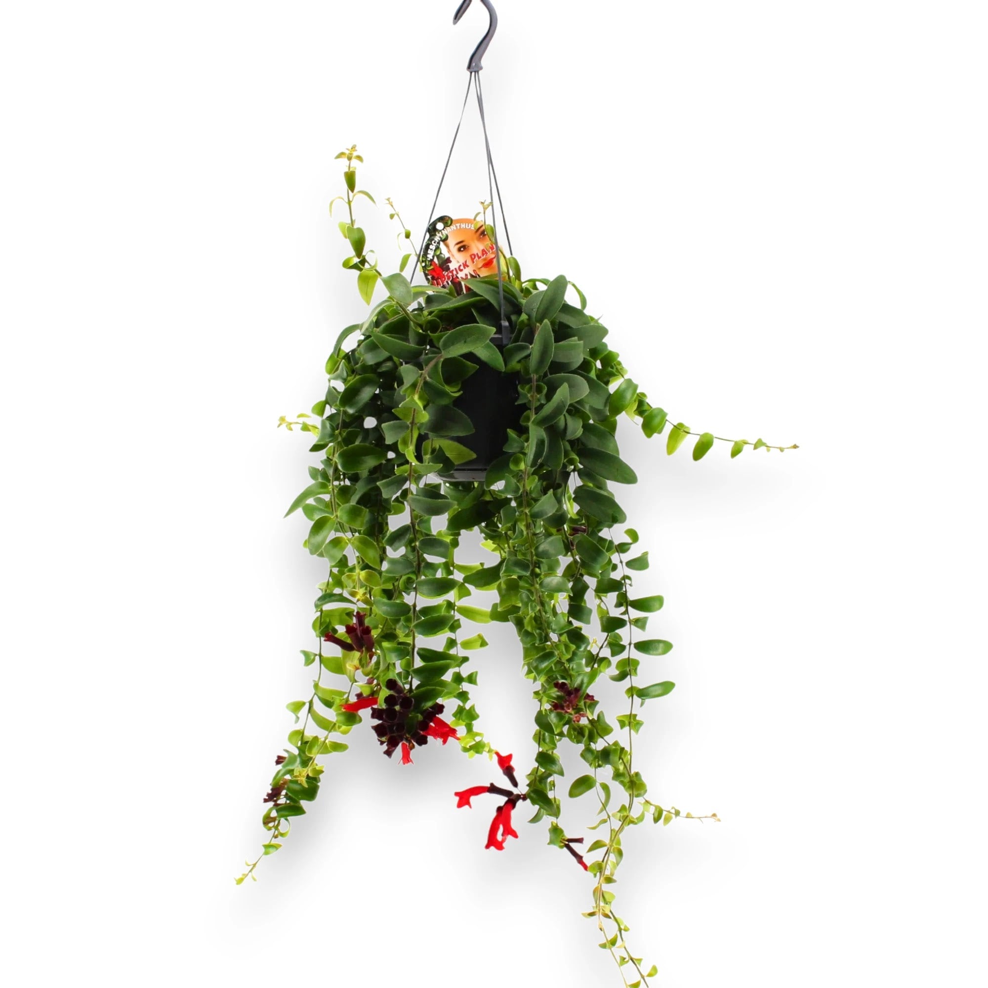 Aeschynanthus Rasta con foglie arricciate ricadenti in vaso sospeso da interno