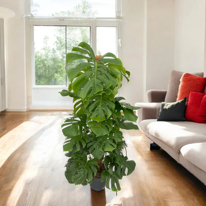 Monstera deliciosa