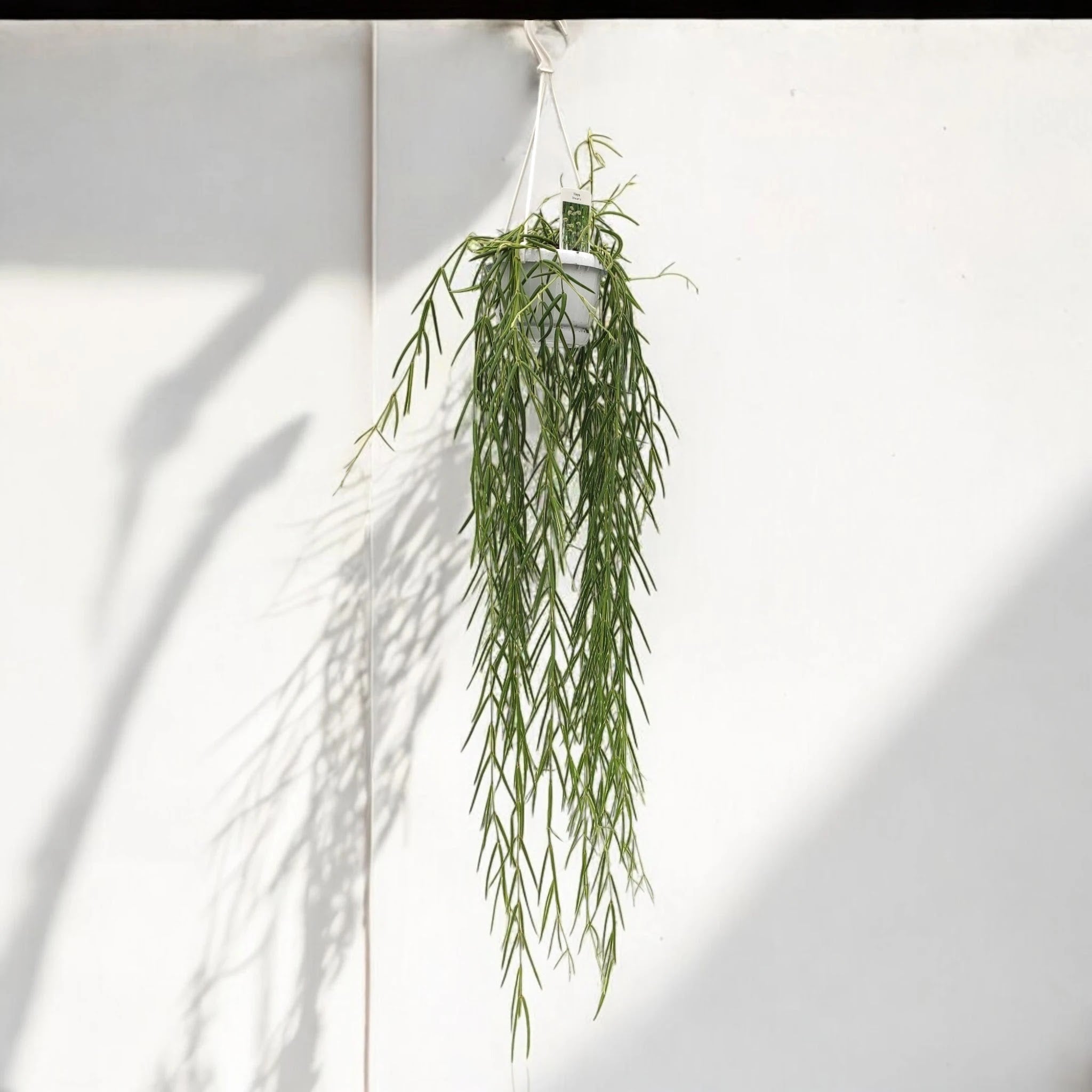 Hoya linearis