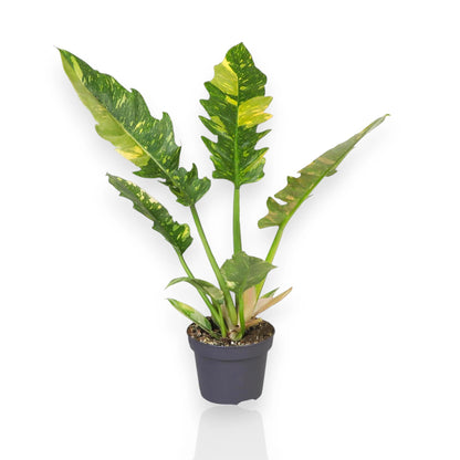 Philodendron ring of Fire