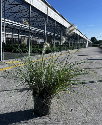 Dettaglio spighe piumose bianco-argento di Pennisetum Villosum