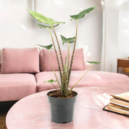 Alocasia zebrina