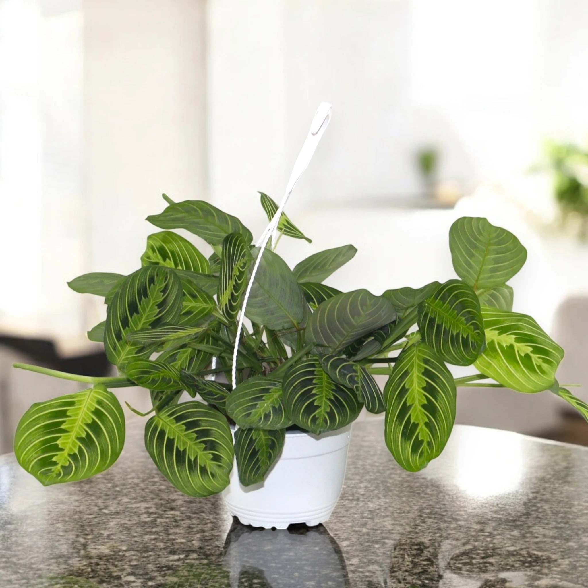 Maranta leuconeura 'Lemon Lime'
