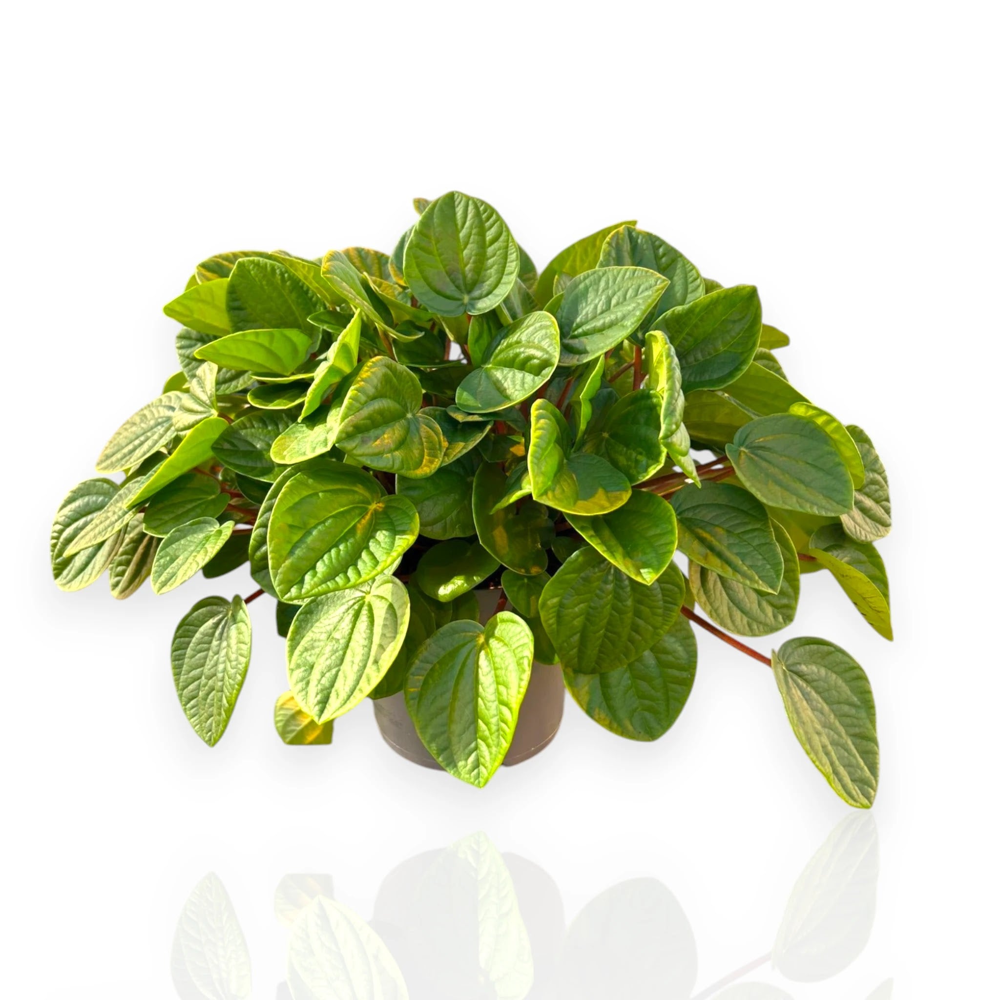 Peperomia albovittata 'Rana verde'