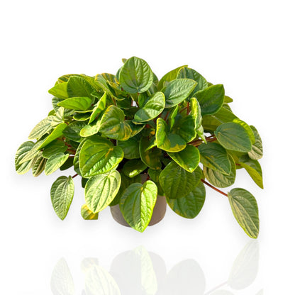 Peperomia albovittata 'Rana verde'