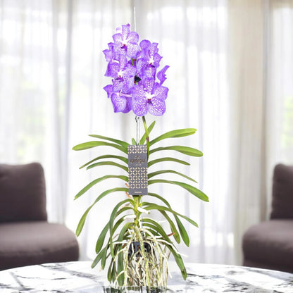 Vanda 'Light Blue'