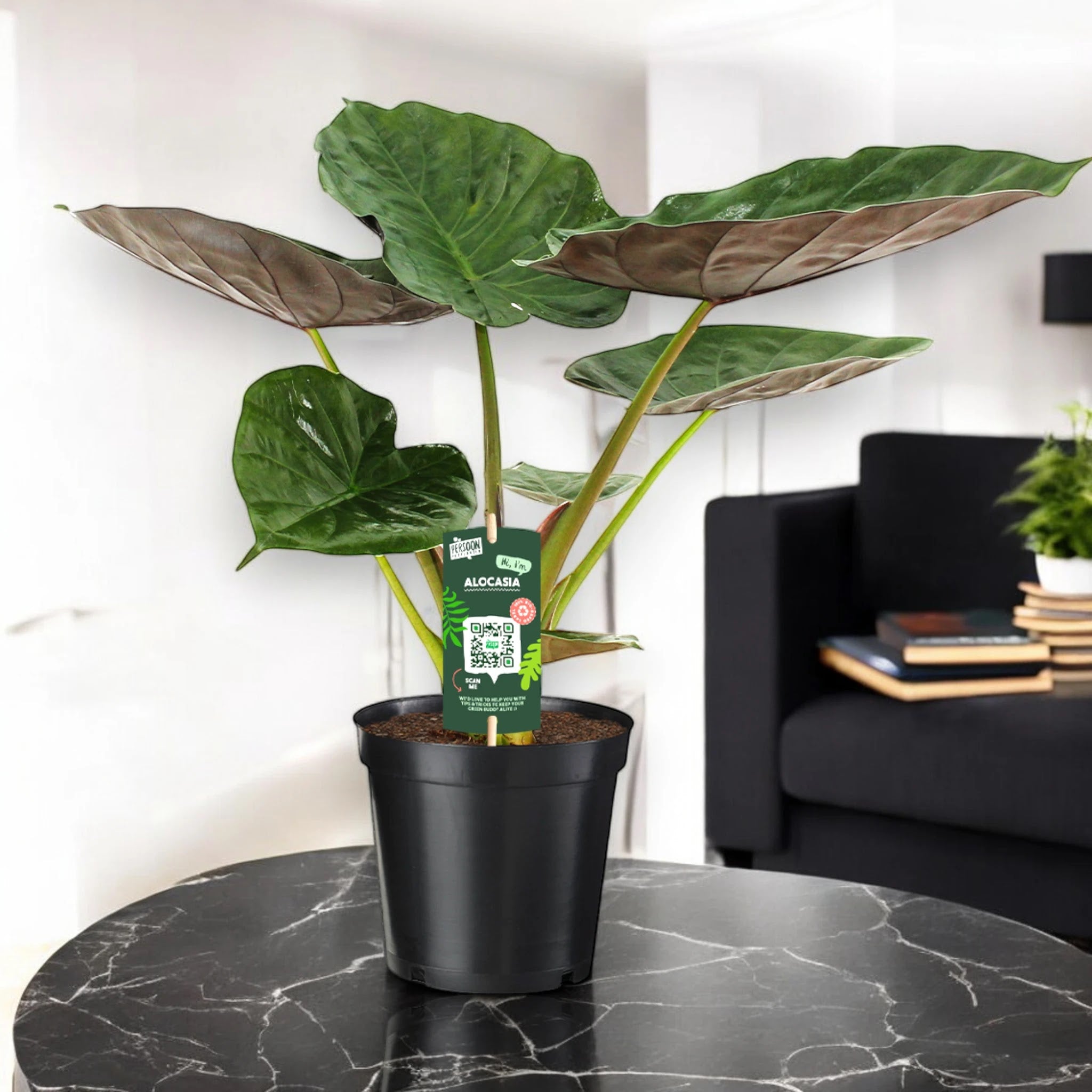Alocasia 'Wentii'
