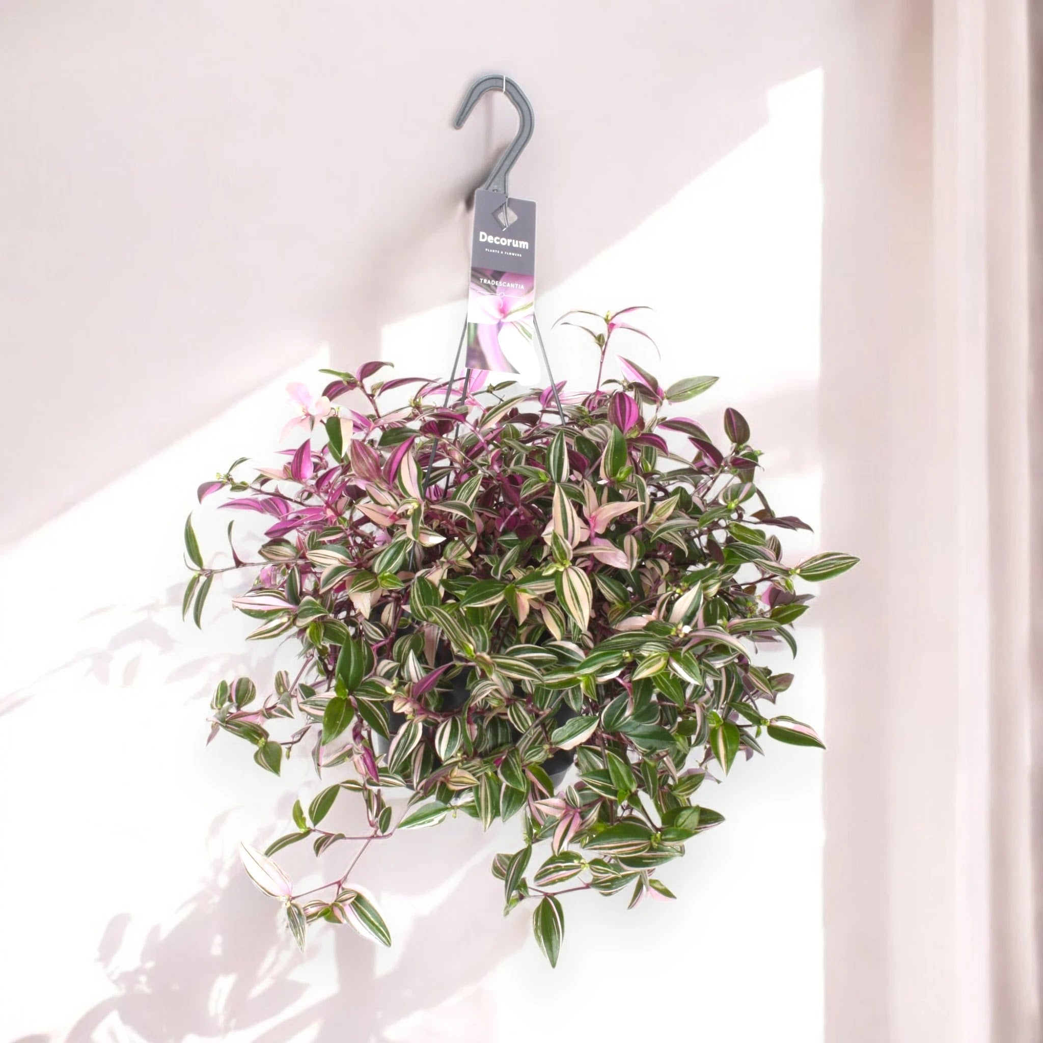 Tradescantia fluminensis 'Quadricolor'