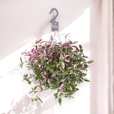 Tradescantia fluminensis 'Quadricolor'