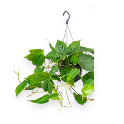 Philodendron scandens