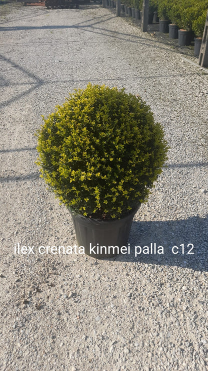 Ilex crenata Kinme agrifoglio giapponese sempreverde con portamento compatto e fogliame denso verde scuro