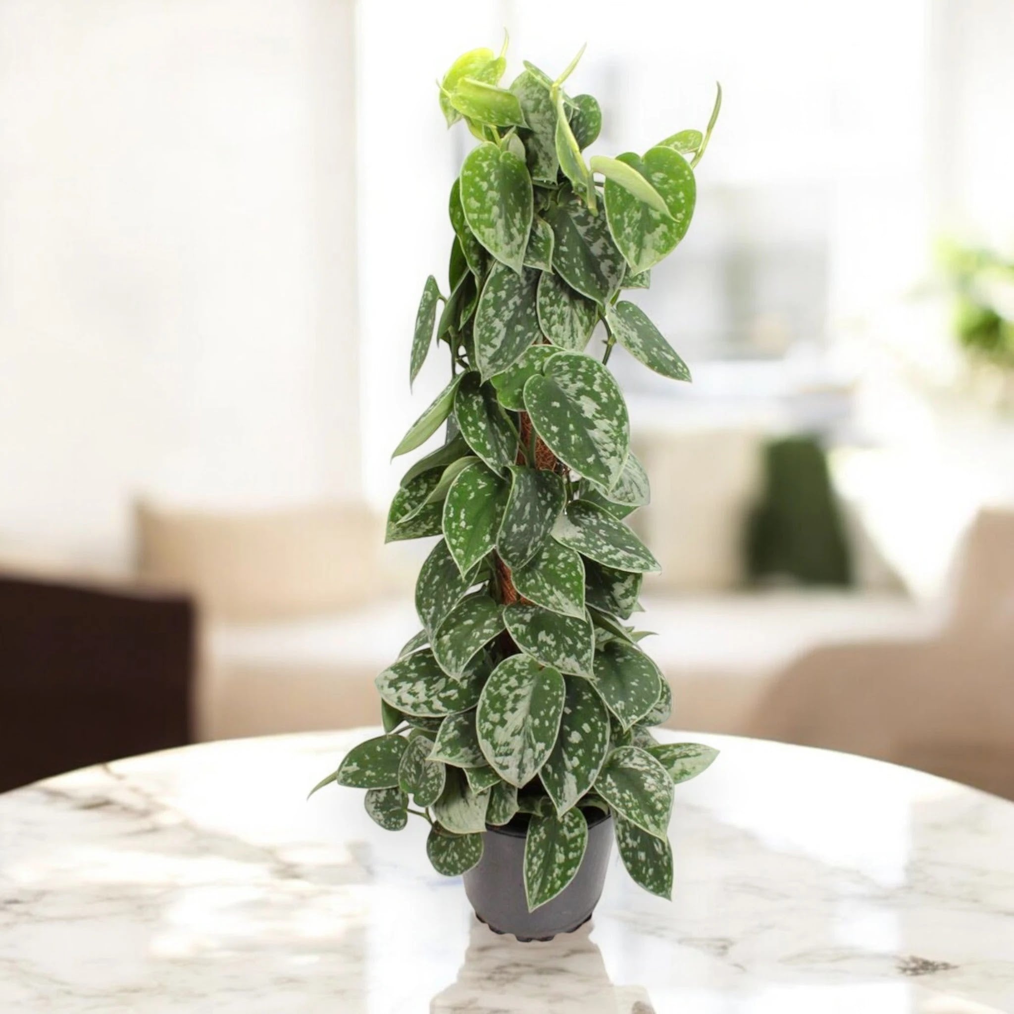 Scindapsus pictus 'Silvery Ann'