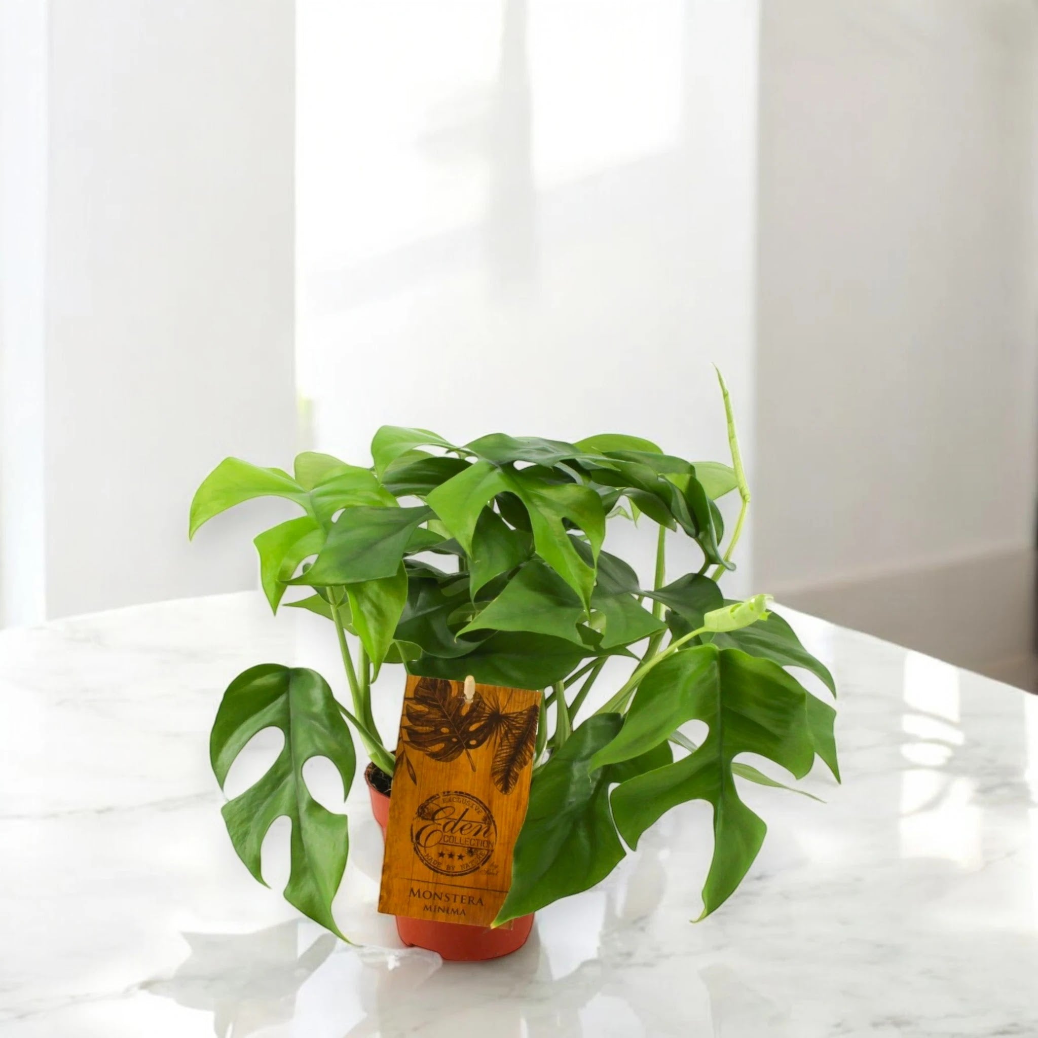 Monstera Minima - Rhaphidophora tetrasperma