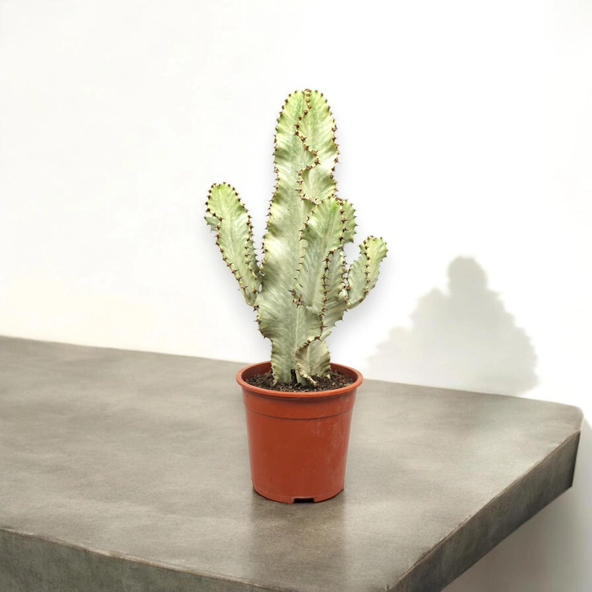 Dettaglio delle variegature crema e spine sulla superficie quadrangolare dell'Euphorbia ingens