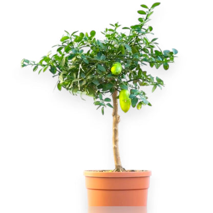 Nandina domestica 'Lemon-Lime'