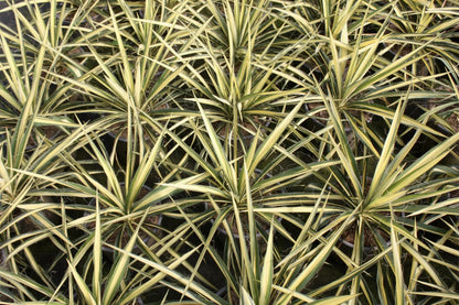 Yucca 'Color Guard'