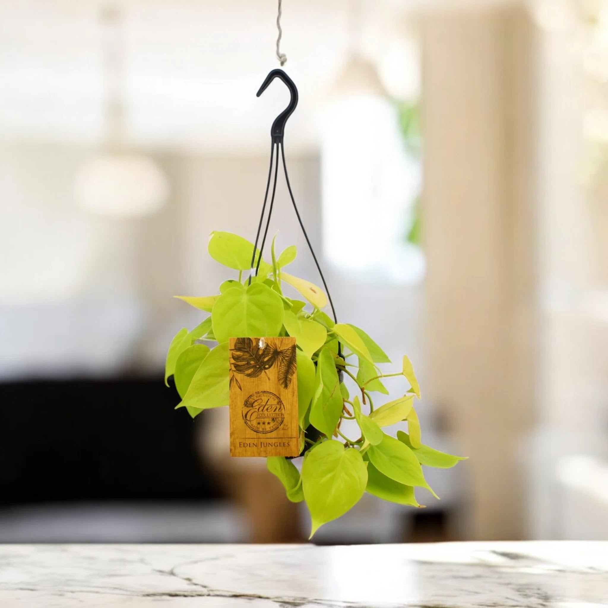 Philodendron 'Micans'