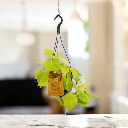 Philodendron 'Micans'
