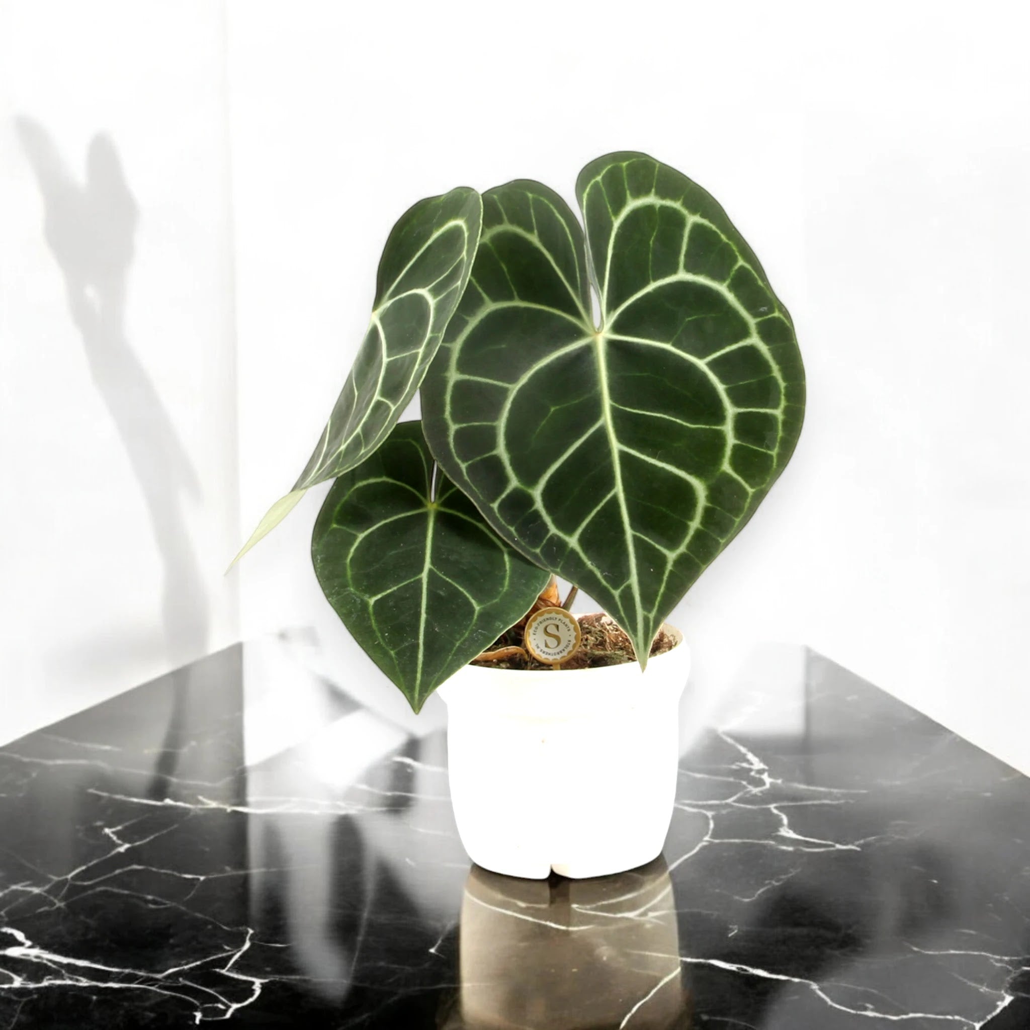 Anthurium clarinervium