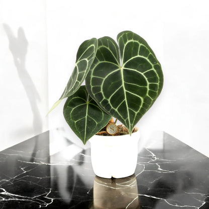 Anthurium clarinervium