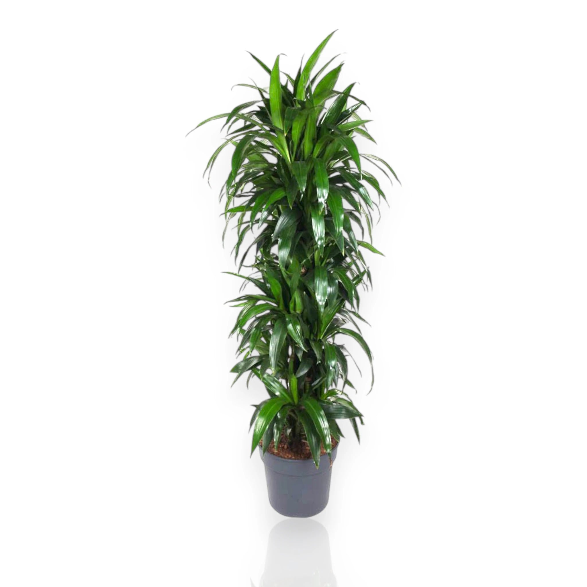Dettaglio foglie lanceolate verde scuro lucide di Dracaena fragrans Janet Craig
