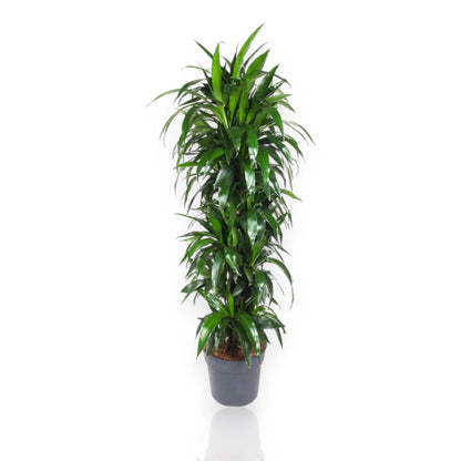 Dettaglio foglie lanceolate verde scuro lucide di Dracaena fragrans Janet Craig