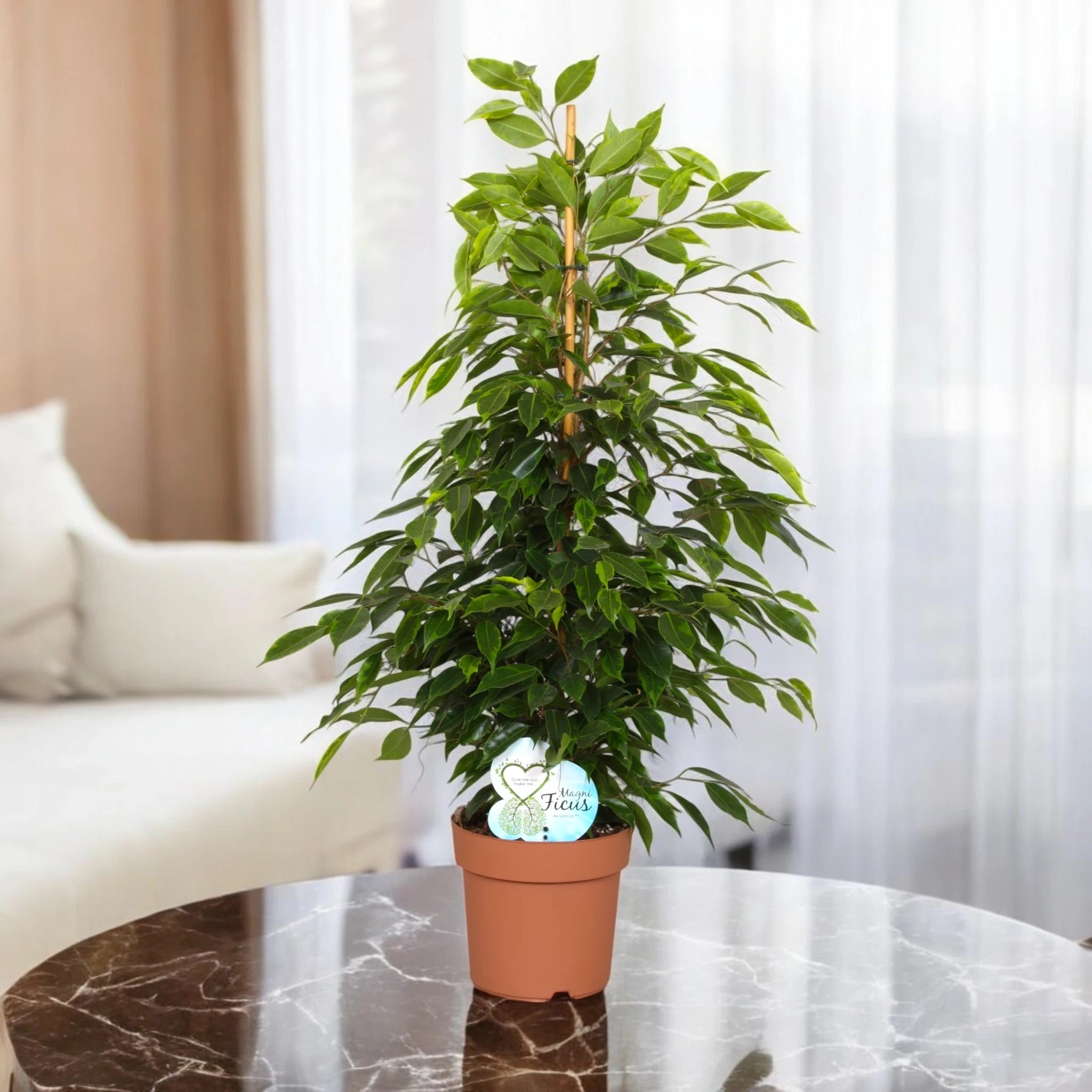 Ficus benjamina 'Anastasia'
