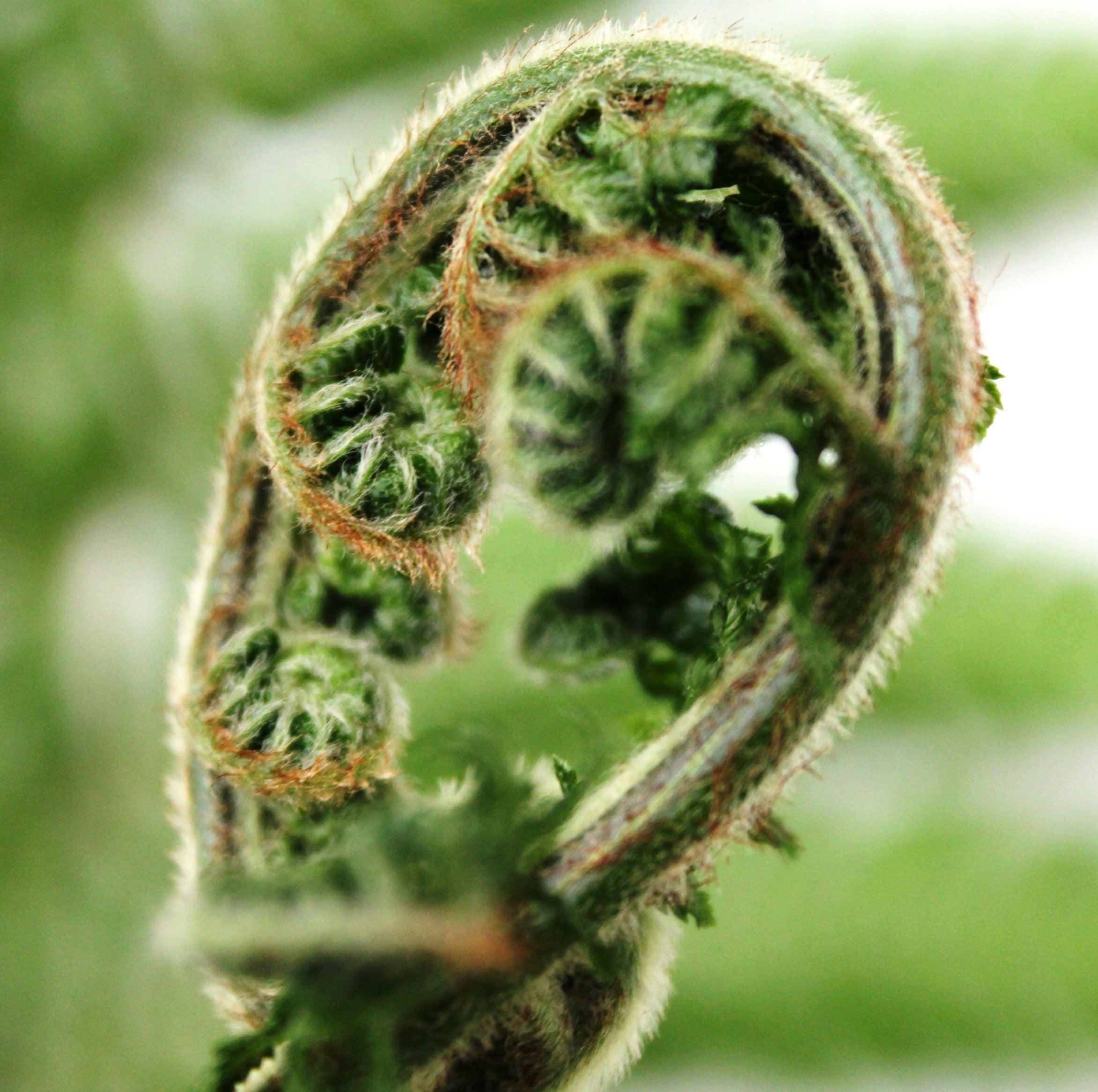 Dicksonia antarctica