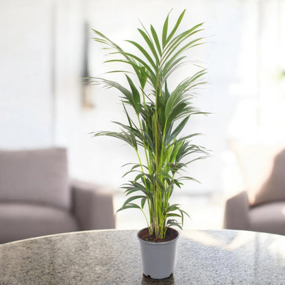 Howea forsteriana (Kentia)