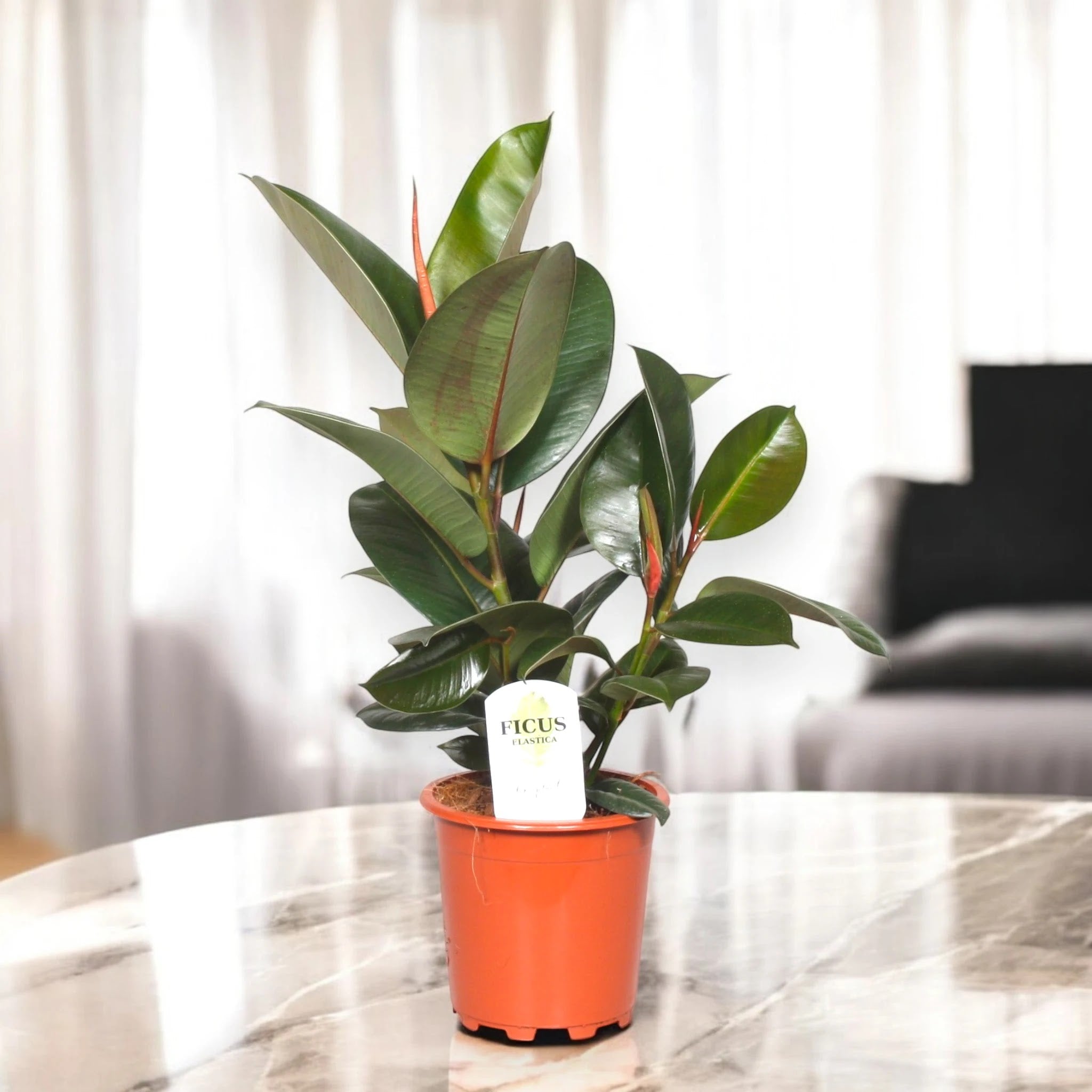 Ficus elastica 'Robusta'
