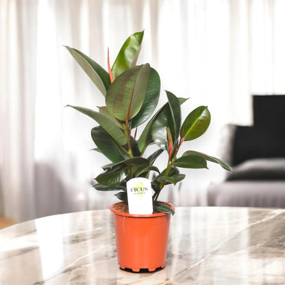 Ficus elastica 'Robusta'