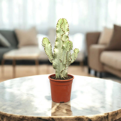 Euphorbia ingens