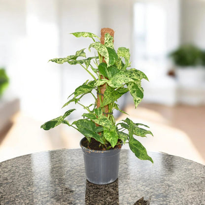 Syngonium 'Mottled'