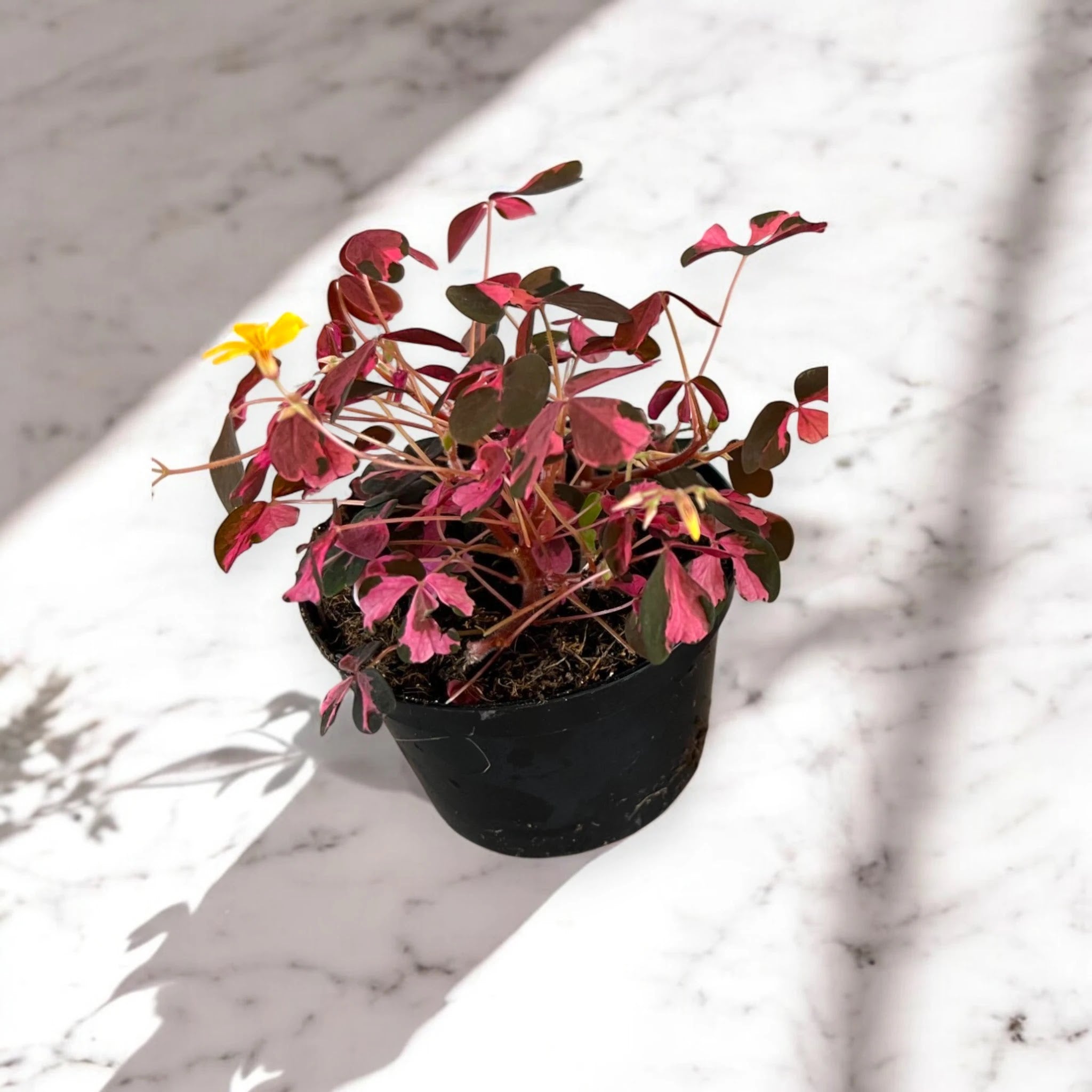 Oxalis triangularis