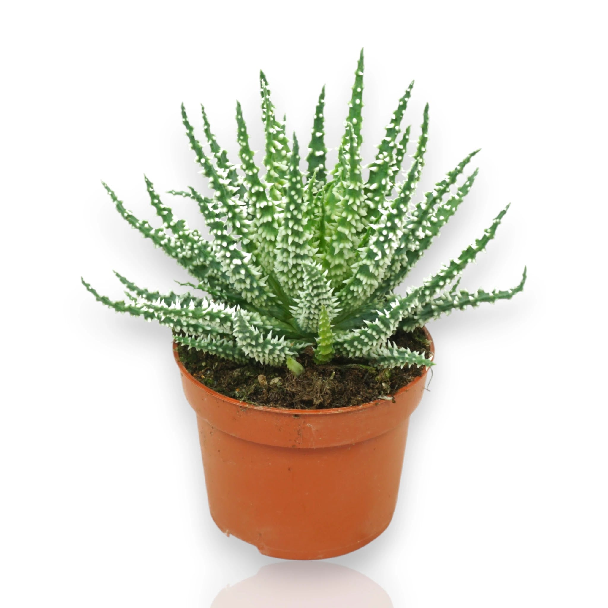 Aloe humilis