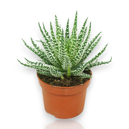 Aloe humilis