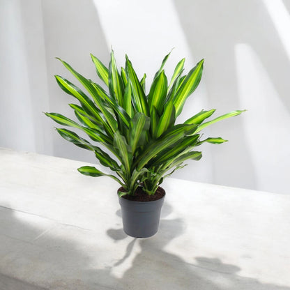 Dracaena fragrans 'Burley'